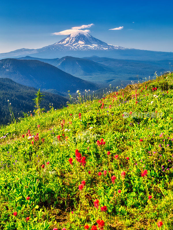 在Gifford Pinchot NF的印第安画笔和亚当斯山